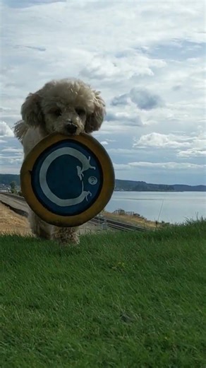 Frisbee at the golf course