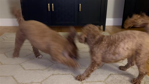 These two make me laugh…pop in visit just to feed the girls, garden break and watch them play 🧡 | Dogs Days Out
