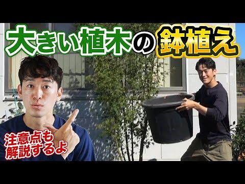 【実演】2mを超える植木を鉢植えにする方法