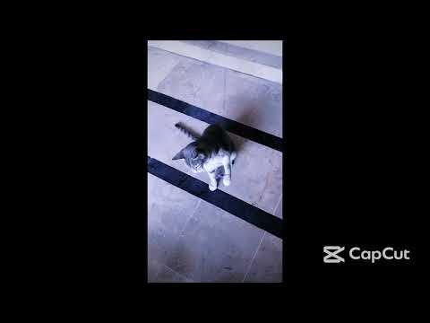 Angry Monster Talking – Terrifying Voice-Over FX 👺🔥 #catvideos