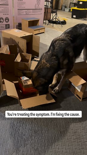 Traditional dog training focuses on behaviors. Stop barking. Stop lunging. Stop pulling. But here’s what that misses: Behaviors are just symptoms. They’re what you SEE. The actual problem? It’s the habits your dog’s brain has built over time. Think about it: Your dog doesn’t DECIDE to react to other dogs. Their brain has been wired through repetition to see dog = DANGER = REACT. Your dog doesn’t CHOOSE to bark out the window. Their nervous system has learned window movement = THREAT = ALERT. The
