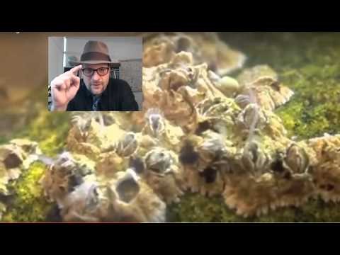 What are Trilobites and Other Fossil Arthropods?