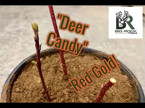 How to Plant Red Osier Dogwood