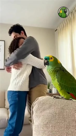 This parrot swears he’s innocent 😱🦜 Surrounded by baby chicks, Lucho finds himself face-to-face with an angry rooster in a tense farmyard showdown. He panics, pleads, and even pretends to be a rooster to survive the moment. One of the funniest animal standoffs you’ll see today 😂🐔 #holidayfails #ChristmasReels #FunnyChristmas #HolidayComedy #FunnyAnimals