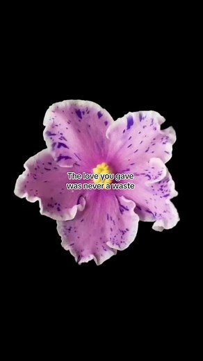 🌸🌸 #fyp #foryou #viral #fypage #flowers #xycba