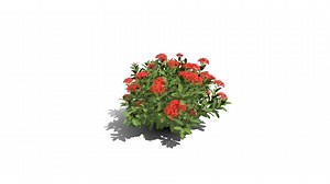 Realistic HD Chinese jungle geranium (2/10) - Download Free 3D model by PlantCatalog