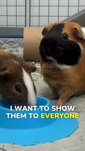 4.4K views · 1.1K reactions | Any opportunity to show them off I will‼️﫶 #guineapig #guineadad #cute #guineapiglife #guineapigs #pets #piggie #pig #guineagang #guineapigsofinstagram #cutie #adorable #animals #pigs | GuineaDad | Facebook