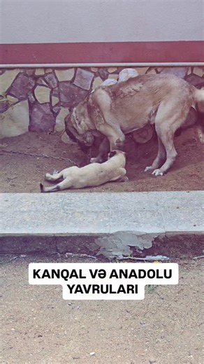 Terlan Eyvazov on Instagram