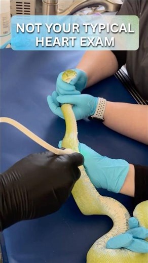 We performed an ultrasound on a snake’s heart!