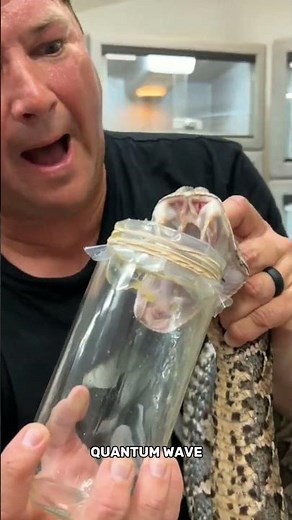 the gaboon viper #science #sciencefacts