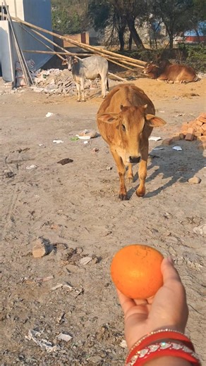 प्यारी बछिया #cow​​​ #shortsfeed​​​ #cows​​​ #shortvideo​​​ #gaumata​​​ #ytshorts​​​ #cowvideos​​#yt