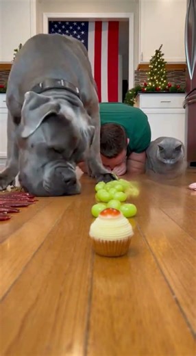 I Challenged My Dog to a Food Race BIG Mistake! 🤣 #shorts #dogs #food #challenge #funny