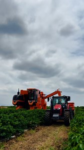 9K views · 257 reactions | Proudly cultivating Ethiopia’s national treasure!  At Kerchanshe Coffee, we blend centuries of coffee heritage with state-of-the-art mechanized farming, bringing the authentic taste of Ethiopia to the world. #KerchansheCoffee #NationalTreasure #EthiopianCoffee | Kerchanshe Trading PLC | Facebook