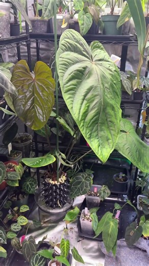 Anthurium Circus Peanuts × King of Spades? New Leaf + Possible Seeds!