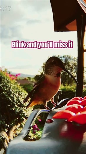 Up-close hummingbird in motion. Watch one of nature’s fastest flyers in real time. #hummingbird