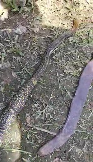 Samar cobra Grabiha kadako naba Ani ,, Napukot na sya sa Ali nga pukot didto sa Manukan ZT GAMEFOWL 📷 Joseph Lora Germo #everyoneシ゚#reelsvideoシ#highlights2026#followersシ゚ | Ta Teo