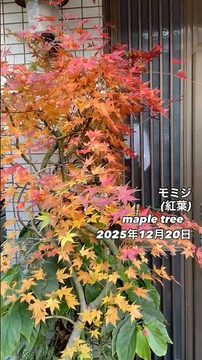 モミジ紅葉 maple tree⠀⠀2025年12月20日モミジは、日本庭園や公園で古くから愛される樹木で、特に秋に見せる鮮やかな紅葉が魅力です