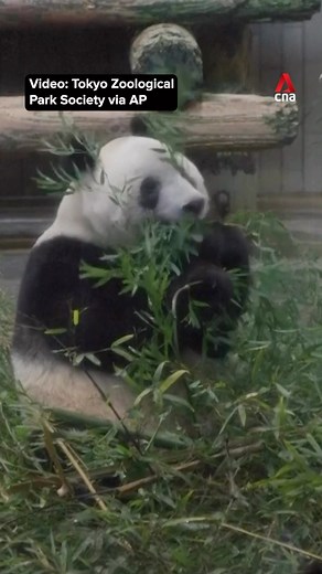 35K views · 59 reactions | Last look at Japan-born giant panda Xiang Xiang at Tokyo’s Ueno Zoo, before she was returned to China. | CNA | Facebook