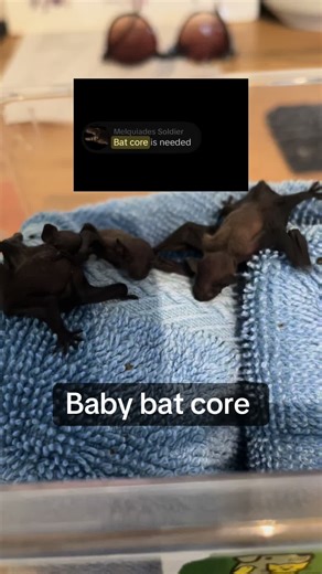Discover Baby Bat Core: Adorable Baby Bats Await