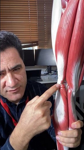 Understanding the Popliteal Fossa: Anatomy & Location