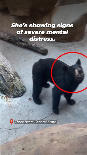 Does a concrete pit seem like a proper "home" to you? These young bears need you to care so they don’t waste away in this hellhole forever. | PETA (People for the Ethical Treatment of Animals)