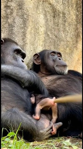 Little Chimp Suddenly Explodes Poop — Parents Run for Their Lives! 😂