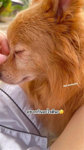 I lovely My dogs #dogs #love #beautifuldog #dog#instagood #puppy #cute #dogstagram #Short videos