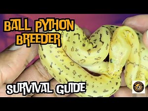 New Breeders’ Survival Guide: First 3 Years of Ball Python Breeding