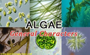 Characteristics of Algae | EasyBiologyClass