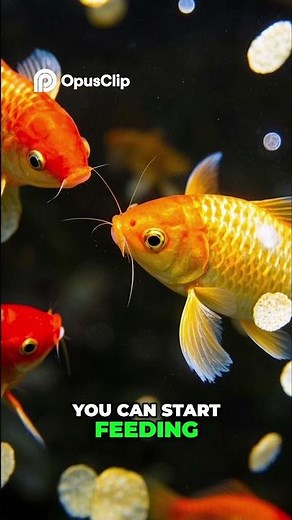 Goldfish Secrets From Spawning to Sex Change!
