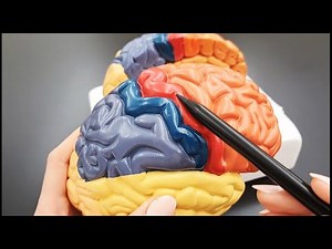 Cerebral Cortex Anatomy - Lobes and Areas