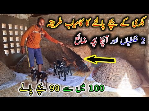 How To Care Baby Goats - Goat Baby Kids - Modern Goat Farming - Vrhari Goat Farm