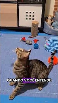 Entendendo o Comportamento de Arranhar dos Gatos #gatos