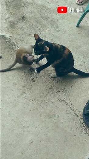 Monkey vs cat fight