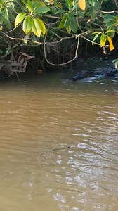 Experience Crocodile ,Bird Watching & River Fishing in Sri Lanka ! #AvistamientoDeCocodrilosYSafariEnElRío #Observationdescrocodilesetsafarifluvial #Наблюдениезакрокодиламииречноесафари #srilanka #visitsrilanka #monkeylove #srilankafamily #KrokodilbeobachtungundFlusssafarive #familysafari #viralreels #couplegoals #travel #travelsrilanka #sunset #birdwatching #riverfishing #nilwalariver #matara #crocodilewatchingsrilanka #nilwalacrocodilewatchingandriversafarimatara #mirissa #waligama #hikkaduwa 