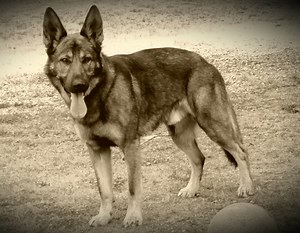 GSDroundtable-What is a PPD?