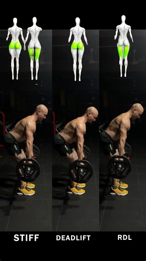 Stiff Leg Deadlift vs Romanian Deadlift vs Deadlift | Key Differences Explained #Shorts