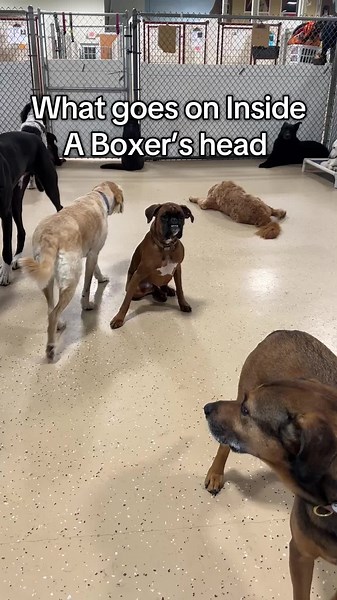 Understanding a Boxer's Unique Personality