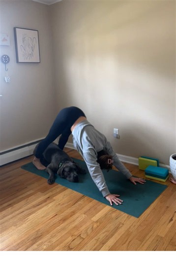 Yoga with Leo 💗🐾 He knows no boundaries #yoga #moveyourbodyloveyourbody #yogaflow
