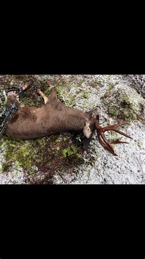 How_To_Hunt on Instagram: "There’s the old dog on the ground. I’ll have a cool video up of the hunt later. Weird how the #trailcamera makes them smaller than they are at your feet. #blacktailhunter #bowhunting #deerhunting #hunting #howtohunt #blacktaildeer #blacktail #hunting #howtohunt #huntingbc"