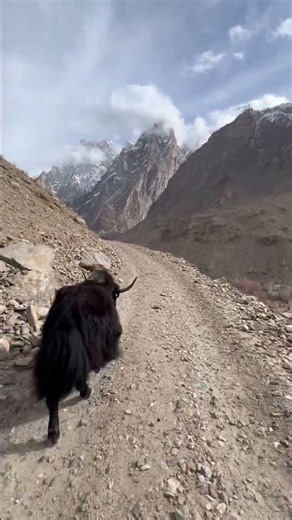 🐂 Yak – The King of the Mountains | Life in the High Himalayas#azan
