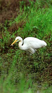 Intermediate egret fishing | 𝐍𝐚𝐭𝐮𝐫𝐞 𝐏𝐡𝐨𝐭𝐨𝐬 𝐁𝐨𝐨𝐤