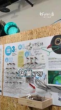 城市鳥生活，原來小鳥用這些來築巢?!(上)｜跟著公視《我們的島》出去走走 #Shorts
