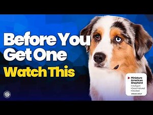 Is a Mini American Shepherd Right for You 🐕 (Apartment Life, Energy & Training)