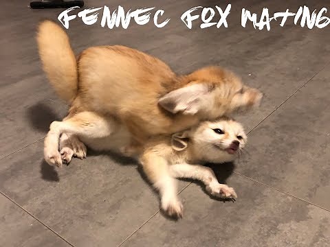 Fennec Fox Breeding Pair Mating