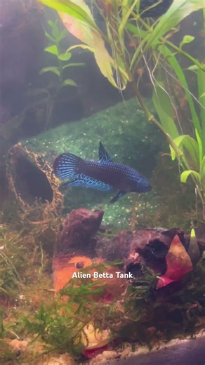 Blue Alien Betta and Blue Dream Neocaridina shrimp