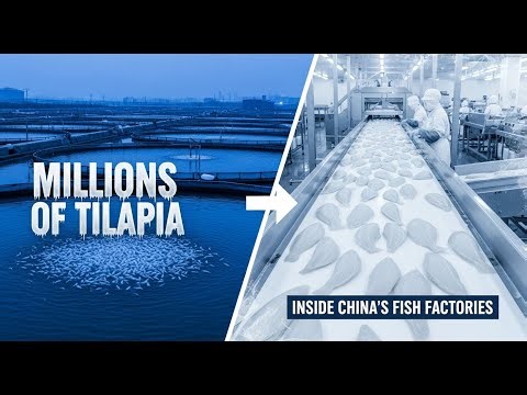 Inside China’s Giant Tilapia Industry 🐟 | How Millions Are Farmed & Processed