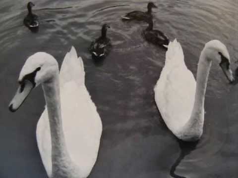 The Ugly Duckling - ORIGINAL story by Hans Christian Andersen