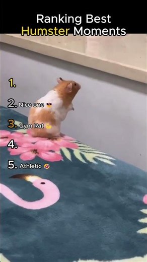 Ranking Best Humster Moments 🤣🤣