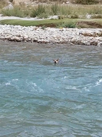 Understanding German Shepherds: Love and Loyalty